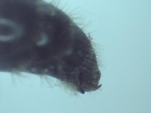 Pseudotiphia villosa